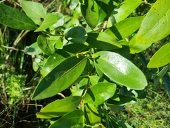 Canthium suberosum