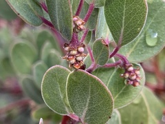 Arctostaphylos pungens