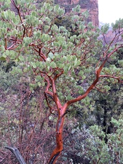 Arctostaphylos pungens