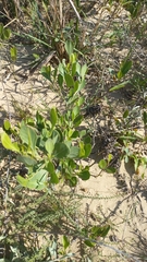Symphyopappus casarettoi