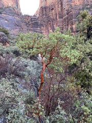 Arctostaphylos pungens