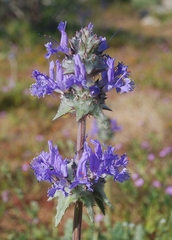 Salvia carduacea