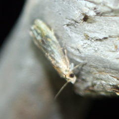 Eucosma cana