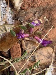 Astragalus zionis