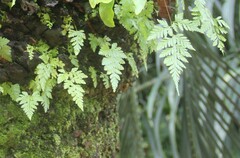 Tectaria devexa