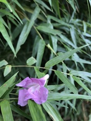 Bignonieae
