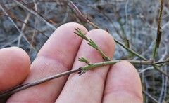 Heliophila linearis linearifolia