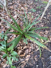 Carex sylvatica