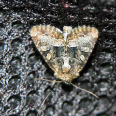 Oligia latruncula