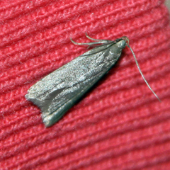 Acompsia cinerella
