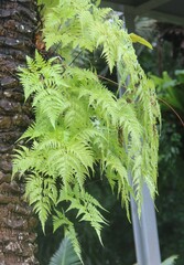 Davallia denticulata