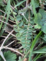 Ornithopus perpusillus