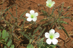 Monsonia glauca image