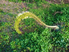 Agave attenuata