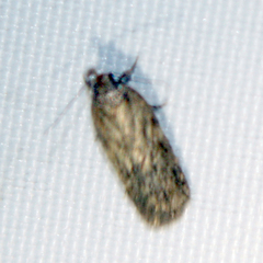 Hofmannophila pseudospretella