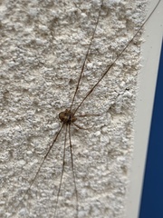 Dicranopalpus ramosus