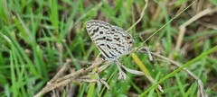 Leptotes pirithous
