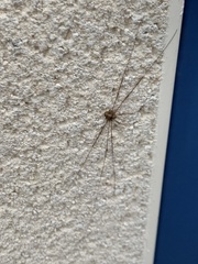 Dicranopalpus ramosus