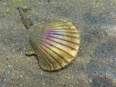 Pecten jacobaeus
