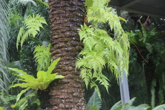 Davallia denticulata