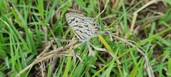 Leptotes pirithous