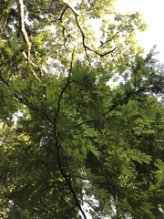 Parapiptadenia rigida