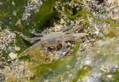 Cyclograpsus cinereus