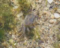 Cyclograpsus cinereus