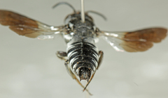 Liothyrapis