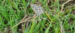 Leptotes pirithous