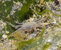 Cyclograpsus cinereus