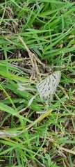 Leptotes pirithous