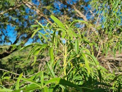 Vitex rehmannii