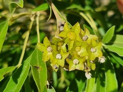 Vitex rehmannii