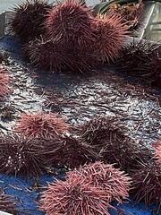 Mesocentrotus franciscanus