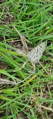 Leptotes pirithous