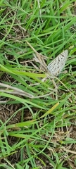 Leptotes pirithous
