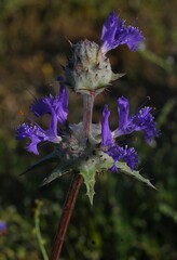 Salvia carduacea