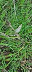 Leptotes pirithous
