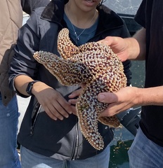 Pisaster giganteus