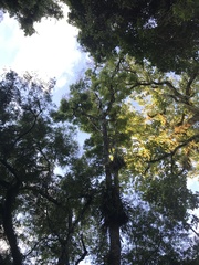 Lonchocarpus