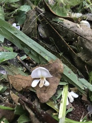 Lonchocarpus