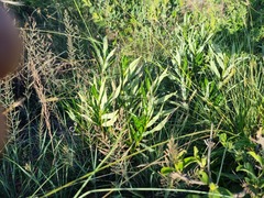 Fadogia homblei