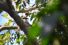 Trachypithecus pileatus