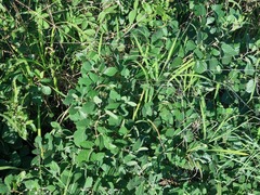 Rhoicissus tridentata