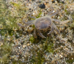 Cyclograpsus cinereus