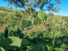 Rhoicissus tridentata