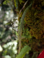 Notogrammitis angustifolia nothofageti