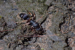 Pseudoneoponera rufipes