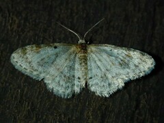 Hydrelia inornata